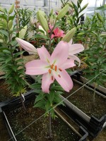 [4362 Pink News GA No01.JPG]